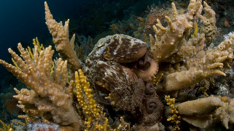 Nelson Bay - Port Stephens Weekend Dive Holiday